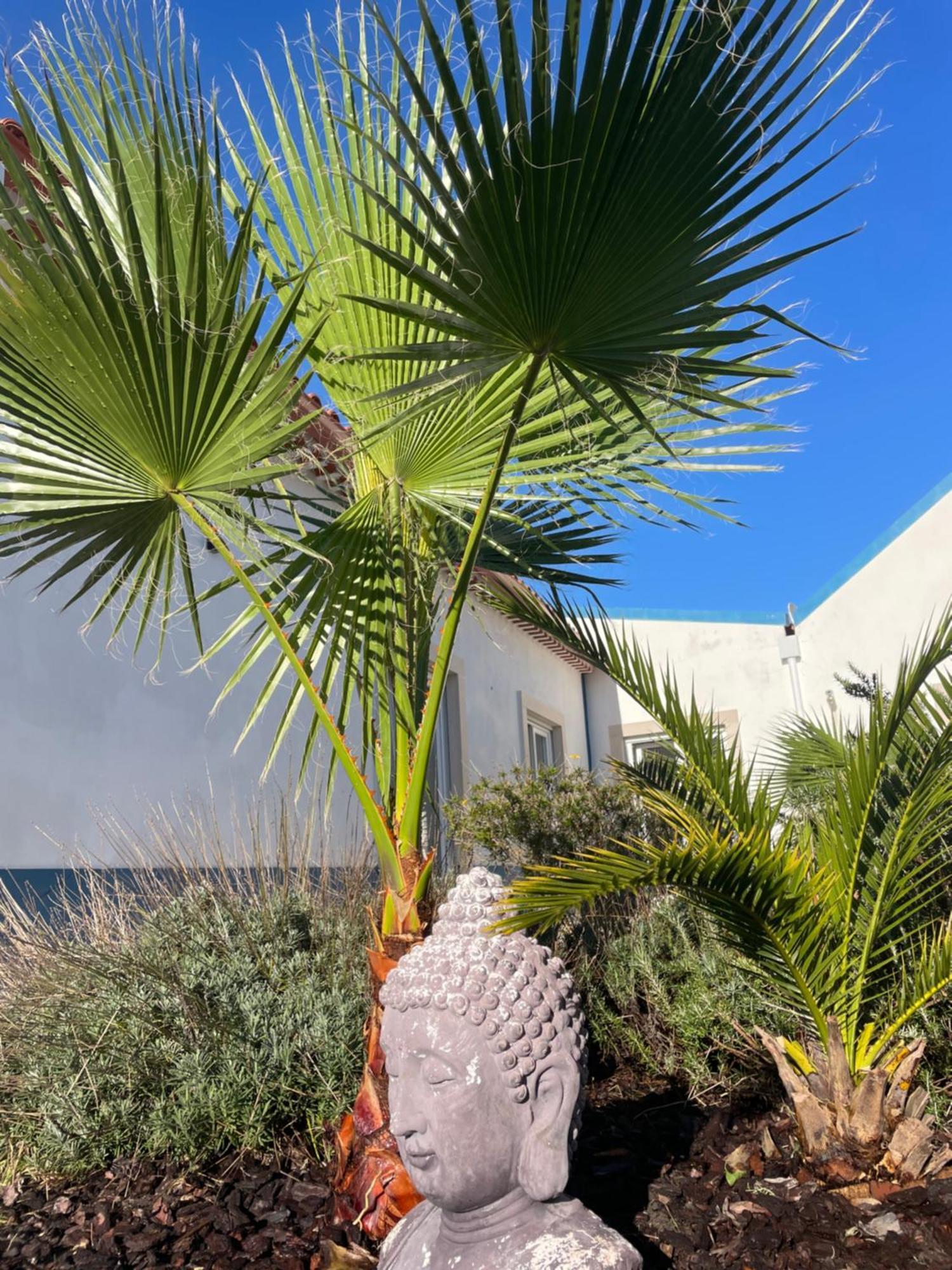 Joia Da Casa Βίλα Sobral  Εξωτερικό φωτογραφία